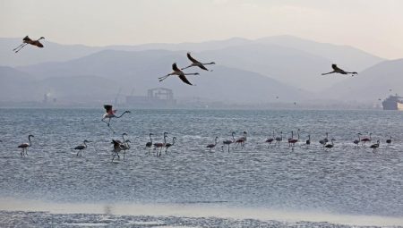 İzmit Körfezi onlarca flamingoya ev sahipliği yapıyor