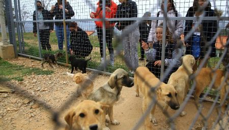 Muğla’da 3 bin 174 candostu sahiplendirdi