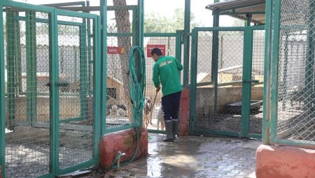 Gaziantep Büyükşehir, sokak hayvanlarına sahip çıkıyor