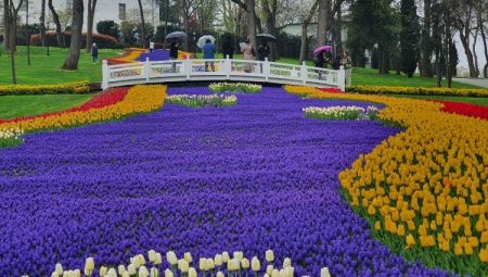 İstanbul’da lale bayramı başlıyor