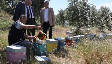 Büyükşehir’den Manisalı arıcılara ana arı desteği