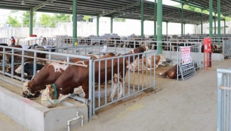 Kocaeli’de kurban satışı için ön kayıtlar başladı