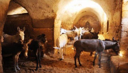 Mardin’in simgesi ‘Çöp Eşeklerin’ görevleri sona eriyor