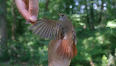 Bu bülbül Afrika’dan 7 bin 500 kilometre uçtu