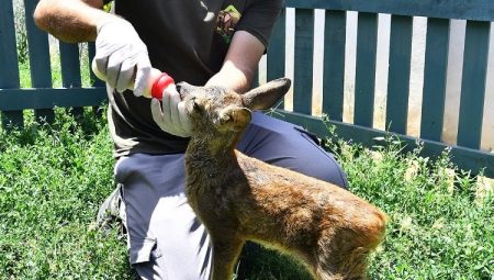 İzmir Doğal Yaşam Parkı’nın misafiri biberonla besleniyor