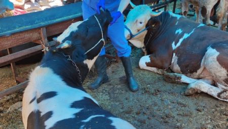 İzmir’de bayram öncesi satış, kesim yerleri ve yol denetimleri tam gaz