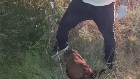 Manisa’da yılkı atı tedavi sonrası yeniden doğal yaşamda