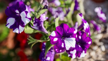 Selçuklu Çiçek Bahçesi sezonu açtı