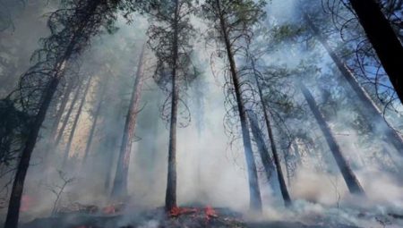Türkiye’de yangınların yüzde 40’ı İzmir, Muğla, Antalya ve Çanakkale’de