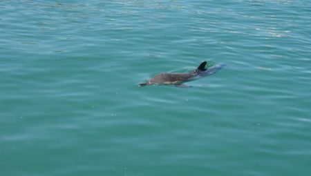 Yolunu kaybeden yunus balığı ilgi çekti