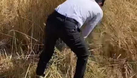 Başkan Turhan orakla ekin biçti