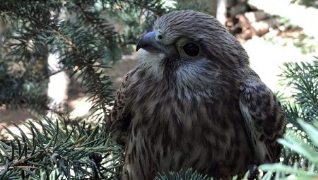 Bitkin halde bulunan atmaca yavrusu Bingöl’de tedavi altında
