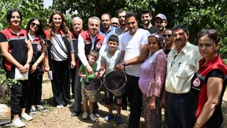 İzmir Tire’de karadut hasadı