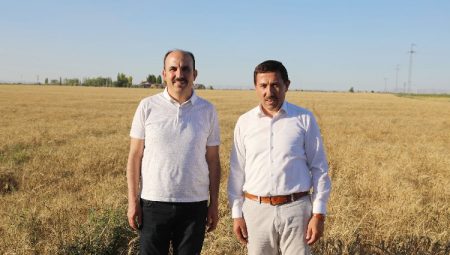 Konya’da susuz tarımla yetişen yerli buğdayın hasadını yapıldı