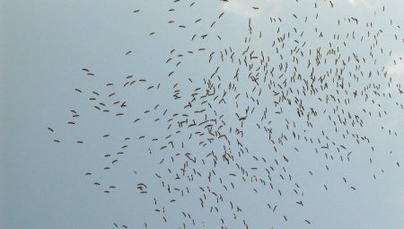 “Yenişehir’in konuklarını rahatsız etmeyelim”
