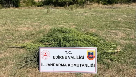 300 kök kenevir ele geçirildi
