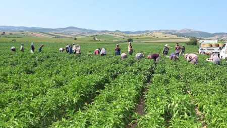 Bursa’da tarım alanları azalıyor