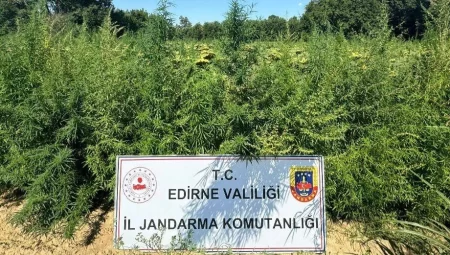 Edirne’de binlerce kök kenevir el konuldu