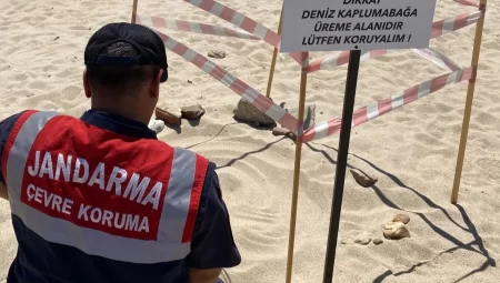 Edirne’de kaplumbağalara Jandarma’dan özel koruma