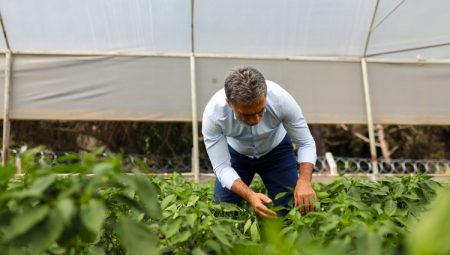 Gemlik Belediyesi Serasında yetişen ürünler Halk Büfe’lerde satışta