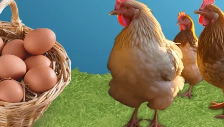 Kayseri’de Serbest Sistem Yumurta Tavukçuluğu Projesi’ne müracaatlar başladı