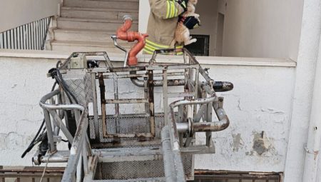 Lise binasında mahsur kalan kedi kurtarıldı