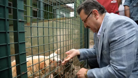 Trabzon sahipsiz köpek sorununda örnek olacak