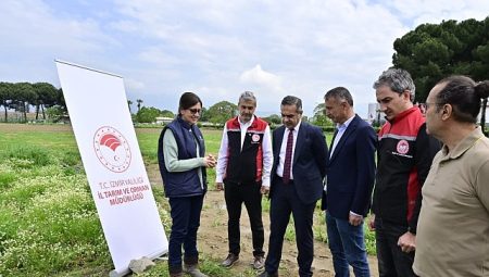 17 Bin Kuşkonmaz Fidesi Üreticilere Teslim Edildi