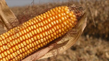 AB, genetiği değiştirilmiş mısıra onay verdi – Düzgün Haber
