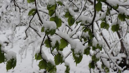 Fındıkta zirai don uyarısı – Düzgün Haber