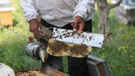 Hatay arısının bal randımanının artırılması için ıslah çalışması yürütülüyor – Düzgün Haber