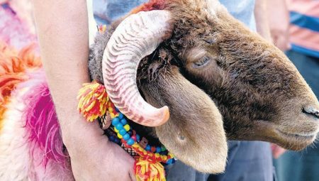 İşte vekalet yoluyla kurbanlık bedelleri – Düzgün Haber