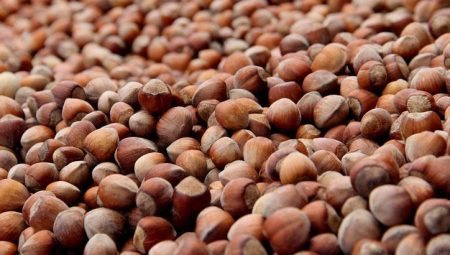200 bin ton fındık çöp olabilir! – Düzgün Haber