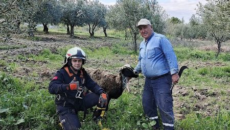 Kuyuya düşen koyunu itfaiye kurtardı