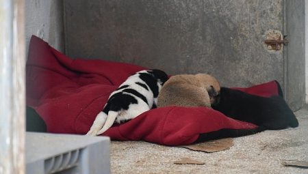 Lüleburgaz’da can dostlara “Patili Yataklar”