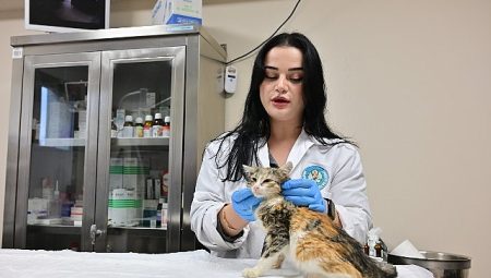 Minik Patiler Kliniği’nde Kısırlaştırılan Kedi Sayısı 3 Bini Geçti