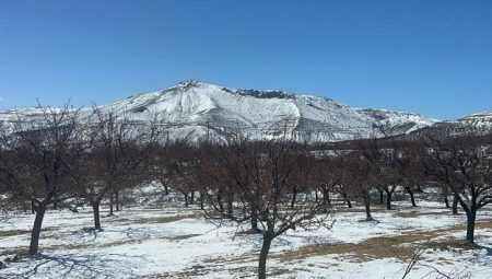 Şiddetli soğuklar kayısıyı vurdu – Düzgün Haber