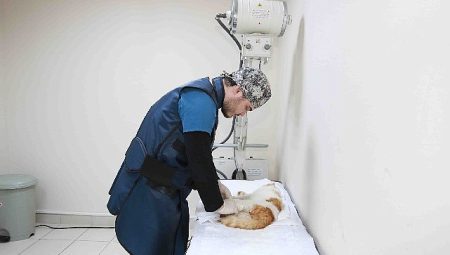 Sokak hayvanlarına Büyükşehir şefkati