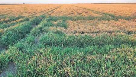 Tarlada bahçede üçlü ziyan var – Düzgün Haber