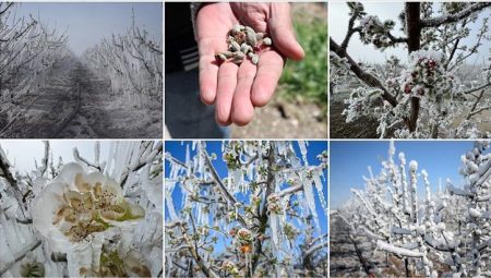 TARSİM’den zirai don açıklaması! ‘En kısa mühlet içinde dayanak verilecek’ – Düzgün Haber