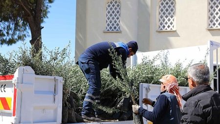Urla’da zeytin seferberliği 20 mahalleye fidan takviyesi