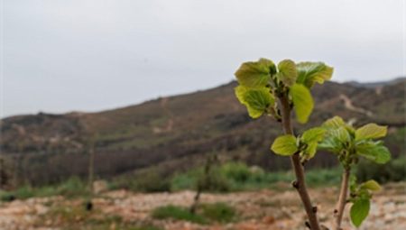 Yamanlar yangınında ziyan gören ağaçlar yaşama tutundu 
