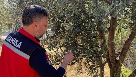 Zeytin üreticilerine ‘Pamuklu bit’ uyarısı – Düzgün Haber