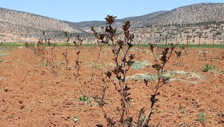 Antalya’da ziraî sulama projeleriyle aksine göç hızlandı