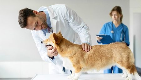 Boehringer Ingelheim’dan Veteriner Tabiplere Yönelik Araştırma