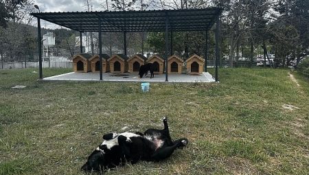 Digiturk’ten Ayazağa’daki Sokak Hayvanları İçin İnançlı Bir Yuva