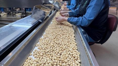 Fındık üreticilerine “dengeli gübreleme yapın” önerisi – Düzgün Haber