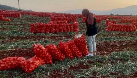 Hatay’da ihraç edilecek soğanlardan numune alındı – Düzgün Haber