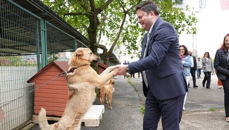 Kadıköy Belediyesi Süreksiz Hayvan Bakımevi Yenilendi