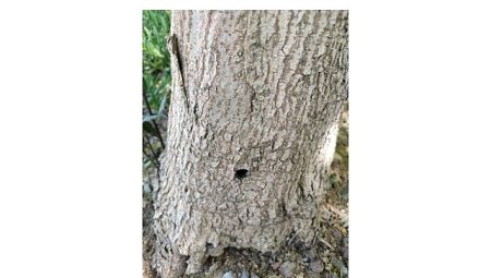 Kavacık’taki Hasta Ağaçlar Alandan Uzaklaştırılacak